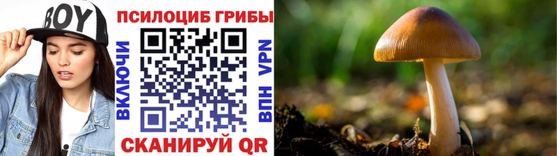 Галлюциногенные грибы Cubensis  Купить закладки  Малоархангельск 